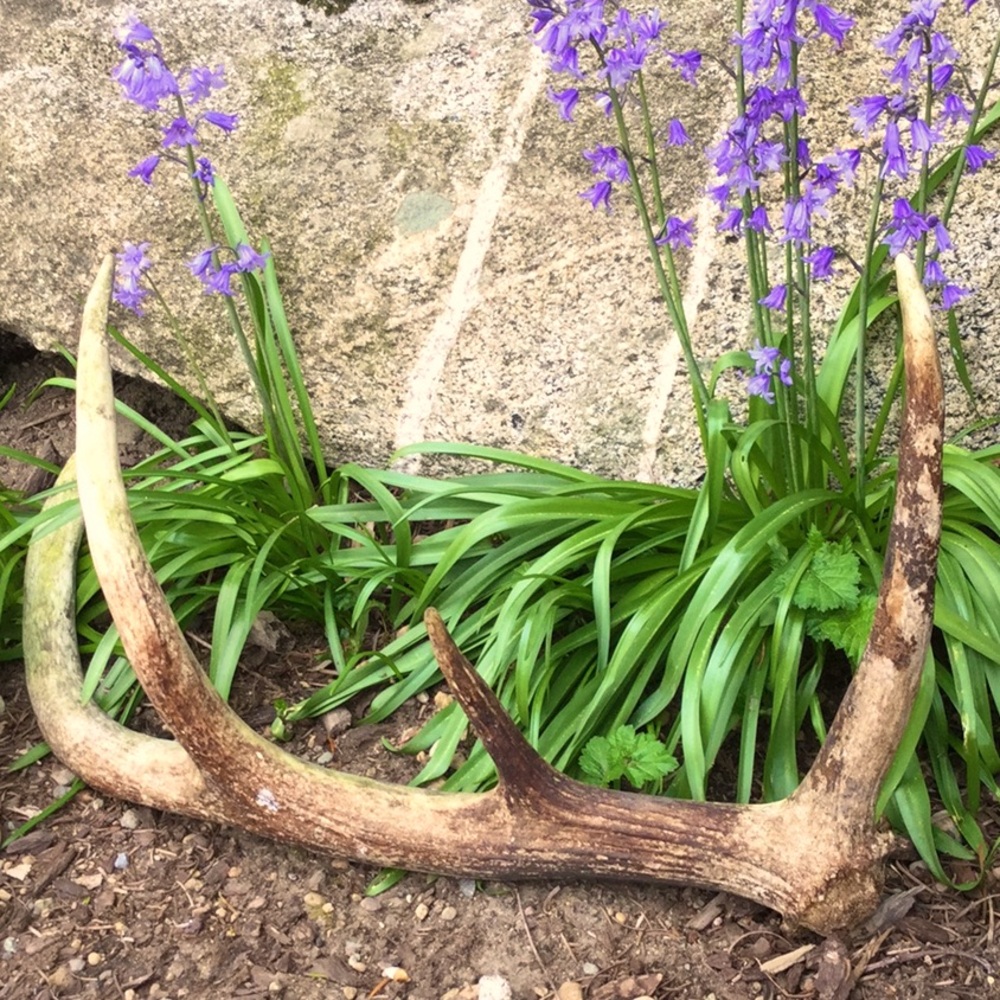 Mother Nature elk antler shed garden art farmer’s market outdoor primitive handl